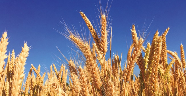 Senigallia (AN), la settimana della pasta Auser, solidale e della legalità