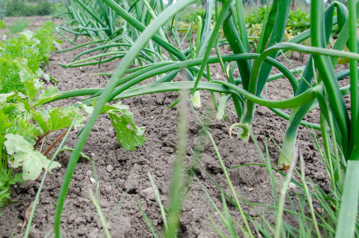 Inizia a Molfetta (BA) il progetto “Colto e mangiato”: gli anziani insegnano ai giovani a coltivare l’orto