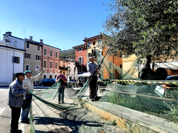 Verona, dagli ulivi comunali l’olio per la mensa dei poveri