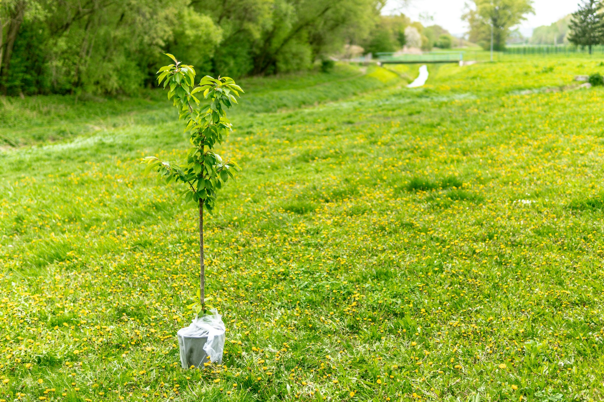 Altopascio (LU): Un albero per ogni nuovo nato, il ruolo dell’Auser